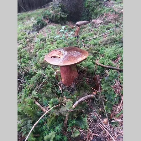 U Kolcavy Vakantiehuis *